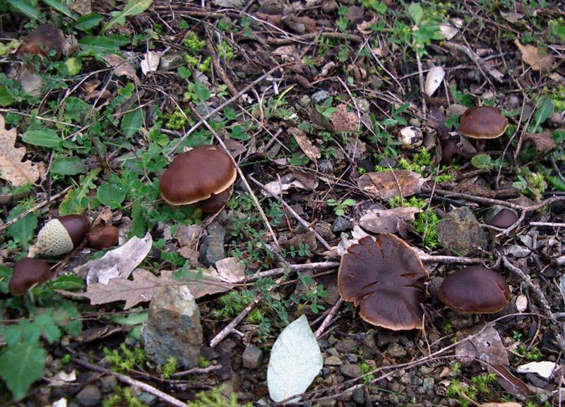 Cortinarius sp.